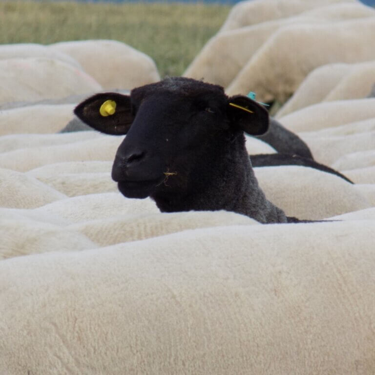 A black sheep independently standing out from the crowd. Approach - Ireland Consulting - Strategic Marketing Consultancy.